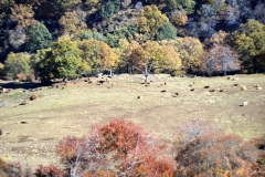 2021-11-07-Dehesa-del-Camarate001065