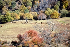 2021-11-07-Dehesa-del-Camarate001083