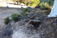 2021-12-12-Jornadas-plantacion-ValleScout-46