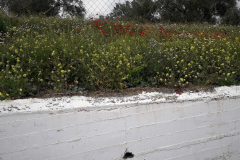 2022-04-23-San-Jorge-en-Iltiraka-07