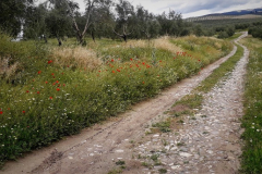 2022-04-23-San-Jorge-en-Iltiraka-25