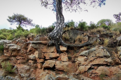 2023-09-24-Guilda-Estrella-Polar-