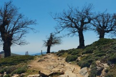 2024-04-25-Sierra-de-las-Nieves-07