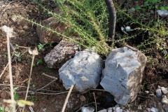 2024-11-24-Reforestacion-ValleScout-1