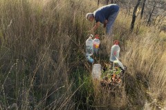 2024-11-24-Reforestacion-ValleScout-2