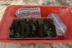 2024-11-24-Reforestacion-ValleScout-4