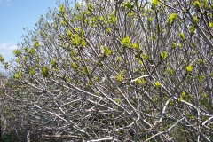 rondaabril2006 098