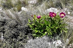 2021-05-06-Cortillo-Linillos-Alto-del-Majalijar-17
