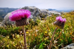 2021-05-30-Alto-del-Calabozo-3
